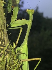 Stagmomantis theophila