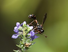 Physocephala marginata