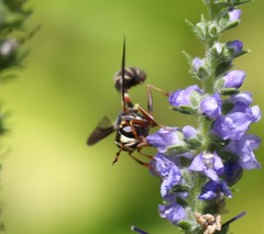 Physocephala marginata