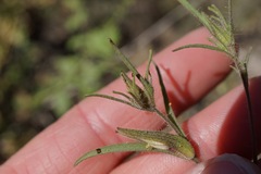 Cordylanthus pilosus