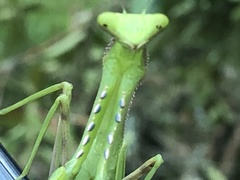 Stagmomantis theophila