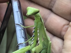 Stagmomantis theophila