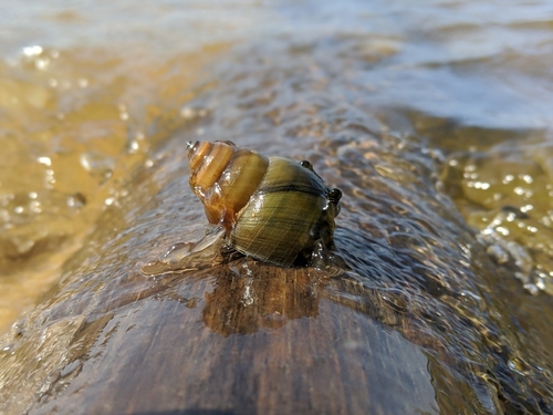 Japanese Mystery Snail