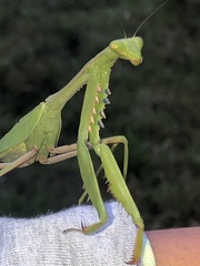 Stagmomantis theophila