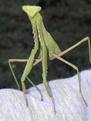 Stagmomantis theophila