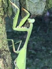 Stagmomantis theophila