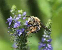 Melissodes comptoides