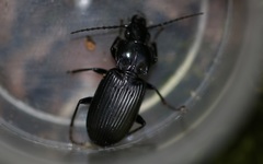 Pterostichus oblongopunctatus