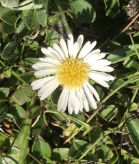 Erigeron pumilus
