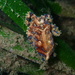 Blue-lined Octopus - Photo (c) flexmansurfau, some rights reserved (CC BY-NC)