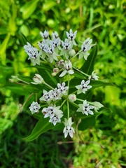 Asclepias pratensis