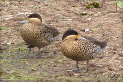 Silver Teal photo 3