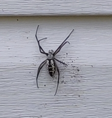 Argiope aurantia image