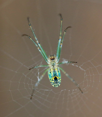 Leucauge venusta