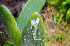 Dactylopius confusus