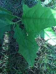 Chenopodiastrum hybridum