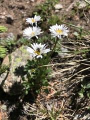 Erigeron melanocephalus