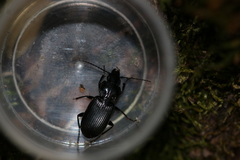 Pterostichus oblongopunctatus