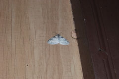 Lobophora nivigerata