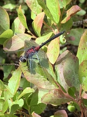 Leucorrhinia glacialis