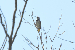 Colaptes auratus auratus