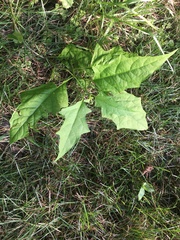 Chenopodiastrum hybridum