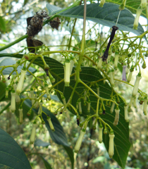Palicourea lineariflora