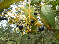 Palicourea lineariflora