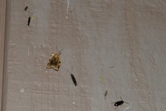 Choristoneura fractivittana