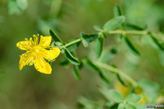 Hypericum perforatum perforatum