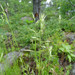 Danthonia compressa - Photo (c) William Van Hemessen,  זכויות יוצרים חלקיות (CC BY-NC), הועלה על ידי William Van Hemessen