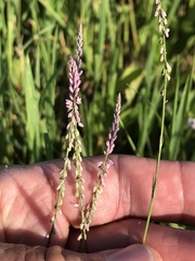 Polygala appendiculata