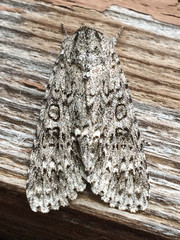 Acronicta impleta