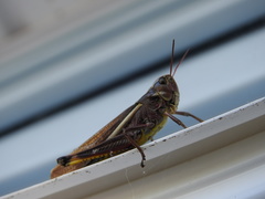 Stethophyma lineatum