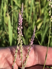 Polygala appendiculata