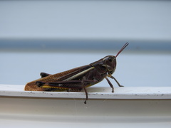 Stethophyma lineatum