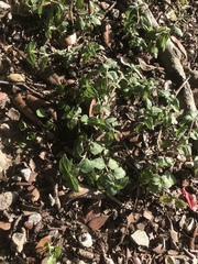 Calyptocarpus vialis