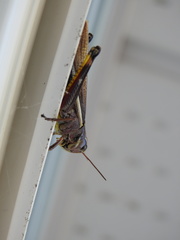 Stethophyma lineatum