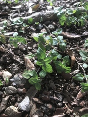 Calyptocarpus vialis