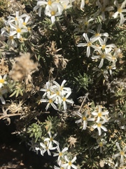 Leptosiphon nuttallii pubescens