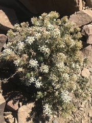 Leptosiphon nuttallii pubescens