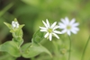Water Chickweed - Photo (c) Ken Martell, some rights reserved (CC BY-NC), uploaded by Ken Martell