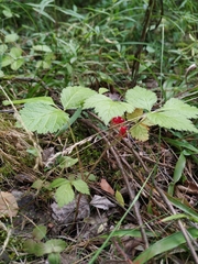 Rubus saxatilis