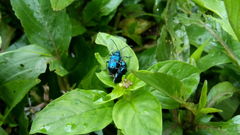 Alticina