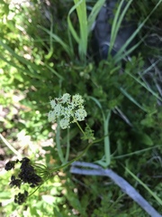 Conioselinum scopulorum