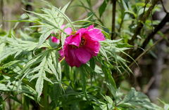 Paeonia veitchii