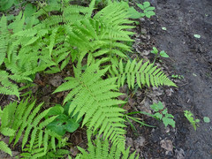 Athyrium