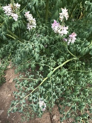 Corydalis caseana brandegeei