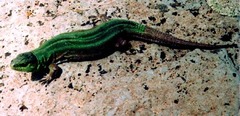 Lacerta agilis brevicaudata