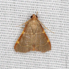 Hypsopygia binodulalis